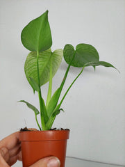 Monstera Devil Monster