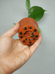 Monstera Devil Monster