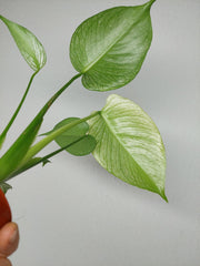 Monstera Devil Monster