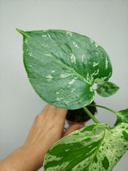 Monstera Bulbasaur (zum aussuchen)