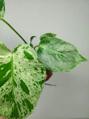 Monstera Bulbasaur (zum aussuchen)