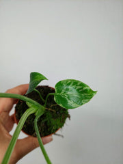 Monstera Bulbasaur (zum aussuchen)