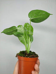 Monstera Bulbasaur (zum aussuchen)