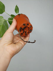 Monstera Bulbasaur (zum aussuchen)