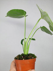 Monstera Bulbasaur (zum aussuchen)