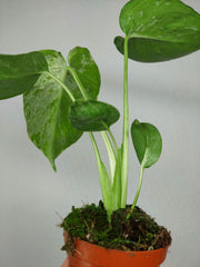 Monstera Bulbasaur (zum aussuchen)