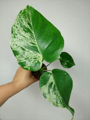 Monstera Bulbasaur (zum aussuchen)