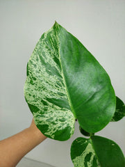 Monstera Bulbasaur (zum aussuchen)