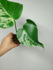 Monstera Bulbasaur (zum aussuchen)