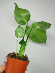 Monstera Bulbasaur (zum aussuchen)