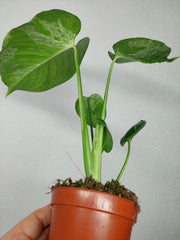 Monstera Bulbasaur (zum aussuchen)