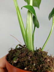 Monstera Bulbasaur (zum aussuchen)