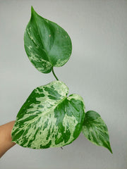 Monstera Bulbasaur (zum aussuchen)