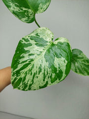 Monstera Bulbasaur (zum aussuchen)