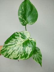 Monstera Bulbasaur (zum aussuchen)