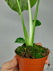 Monstera Bulbasaur (zum aussuchen)