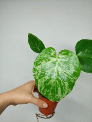 Monstera Bulbasaur (zum aussuchen)