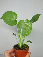 Monstera Bulbasaur (zum aussuchen)