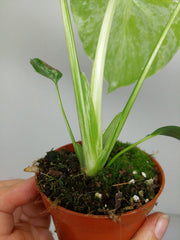 Monstera Bulbasaur (zum aussuchen)
