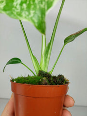 Monstera Bulbasaur (zum aussuchen)