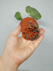 Monstera Bulbasaur (zum aussuchen)