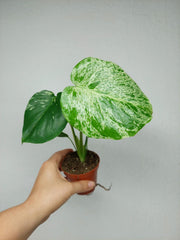 Monstera Bulbasaur (zum aussuchen)