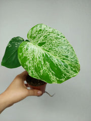 Monstera Bulbasaur (zum aussuchen)