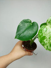 Monstera Bulbasaur (zum aussuchen)
