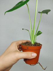 Monstera Bulbasaur (zum aussuchen)