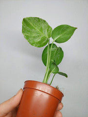 Monstera Bulbasaur (zum aussuchen)