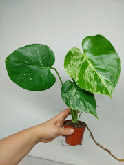 Monstera Bulbasaur (zum aussuchen)