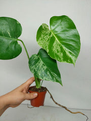 Monstera Bulbasaur (zum aussuchen)