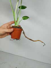 Monstera Bulbasaur (zum aussuchen)