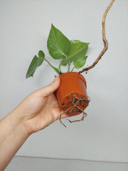 Monstera Bulbasaur (zum aussuchen)