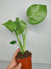 Monstera Bulbasaur (zum aussuchen)