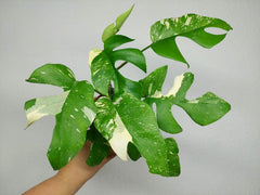 Monstera Minima (Raphidophora Tetrasperma) Thai Constellation