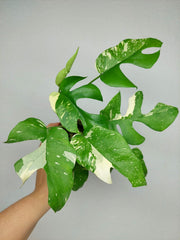 Monstera Minima (Raphidophora Tetrasperma) Thai Constellation