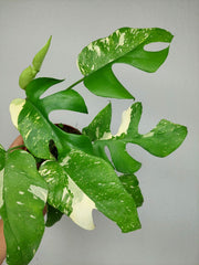 Monstera Minima (Raphidophora Tetrasperma) Thai Constellation