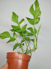 Monstera Minima (Raphidophora Tetrasperma) Thai Constellation