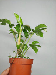 Monstera Minima (Raphidophora Tetrasperma) Thai Constellation