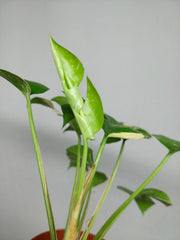 Monstera Minima (Raphidophora Tetrasperma) Thai Constellation