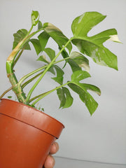 Monstera Minima (Raphidophora Tetrasperma) Thai Constellation