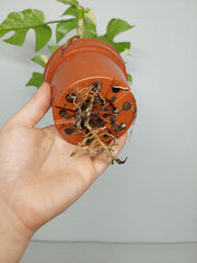 Monstera Minima (Raphidophora Tetrasperma) Thai Constellation
