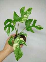 Monstera Minima (Raphidophora Tetrasperma) Thai Constellation