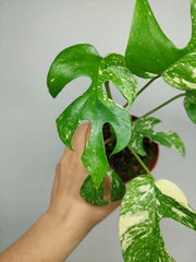 Monstera Minima (Raphidophora Tetrasperma) Thai Constellation
