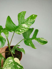 Monstera Minima (Raphidophora Tetrasperma) Thai Constellation