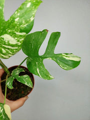Monstera Minima (Raphidophora Tetrasperma) Thai Constellation