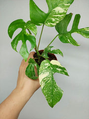 Monstera Minima (Raphidophora Tetrasperma) Thai Constellation
