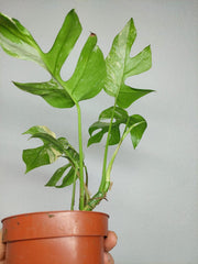 Monstera Minima (Raphidophora Tetrasperma) Thai Constellation