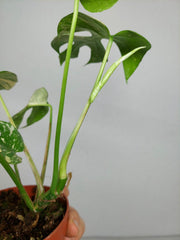 Monstera Minima (Raphidophora Tetrasperma) Thai Constellation